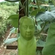 Illustration for article titled Chairman Mao-Shaped Fruit Are Being Grown in China